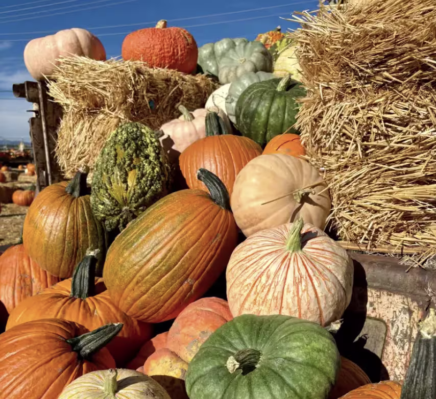 A pile of pumpkins sits on hay bales in orange, beige, and green heirloom varieties with a blue sky in the background.