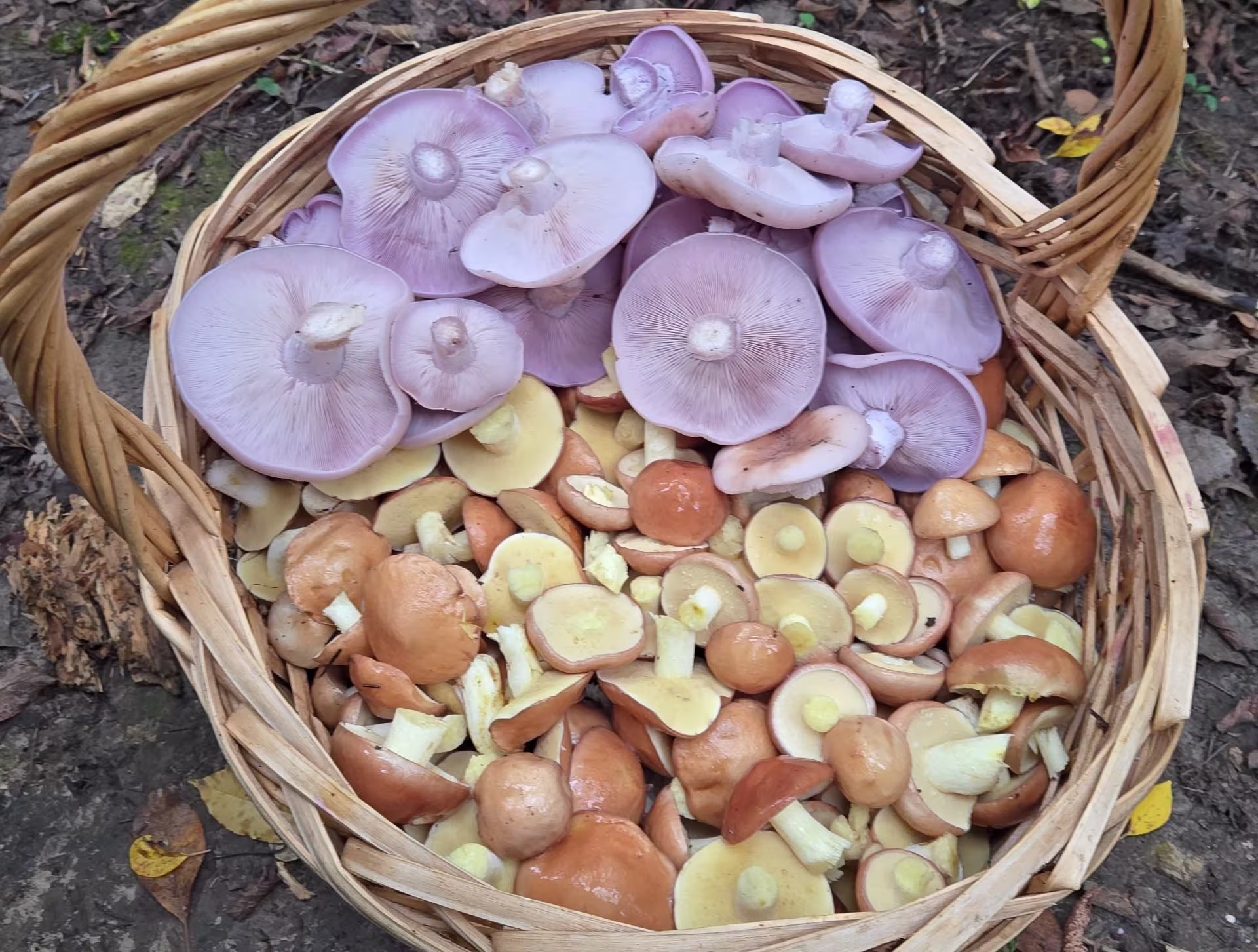 A close-up of a wicker basket filled with mushrooms. The top half of the basket contains larger purple mushrooms, and the lower half has smaller yellowish mushrooms with brown caps. 