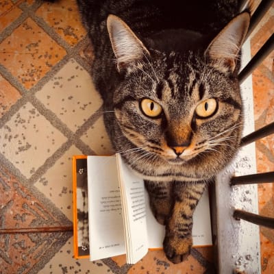 Aproveitando o registro da nossa Tigrinha em sua leitura matinal, compartilho 3 livros que unem essas duas paixões em histórias super…