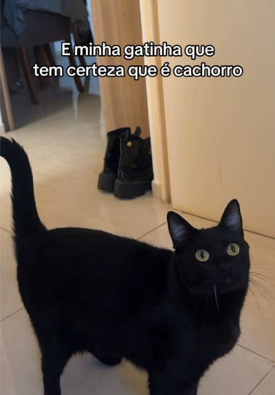 Qualquer coisa que pareça uma bolinha ela obrigada a jogar pra ela buscar kkkkkkk Deixa ela com as coisas de gatinho dela 😻 #gatos #cat…