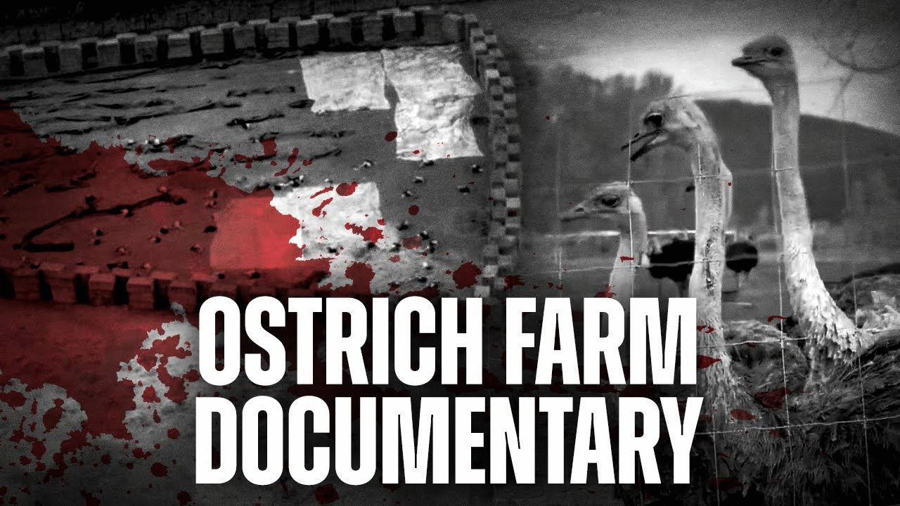 ANNOUNCING: Rebel News launching documentary exposing ostrich farm massacre