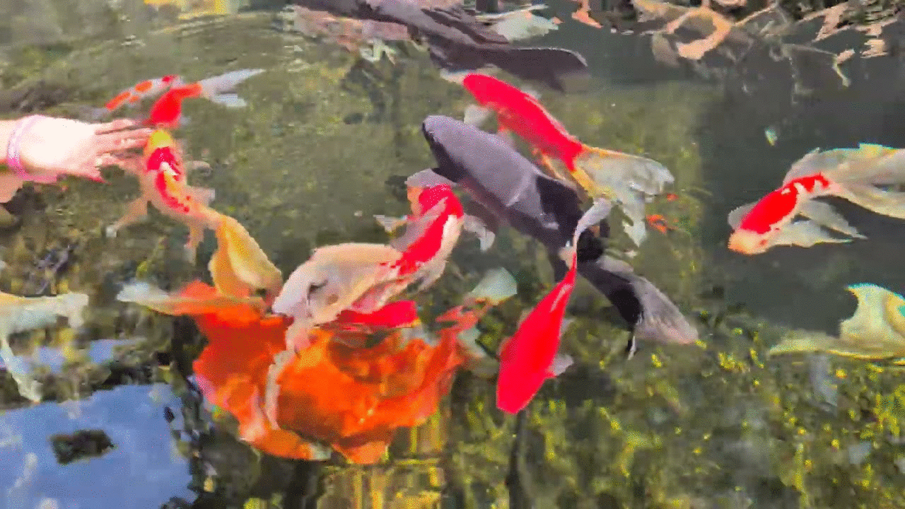 Relaxing with fishies after stressful month