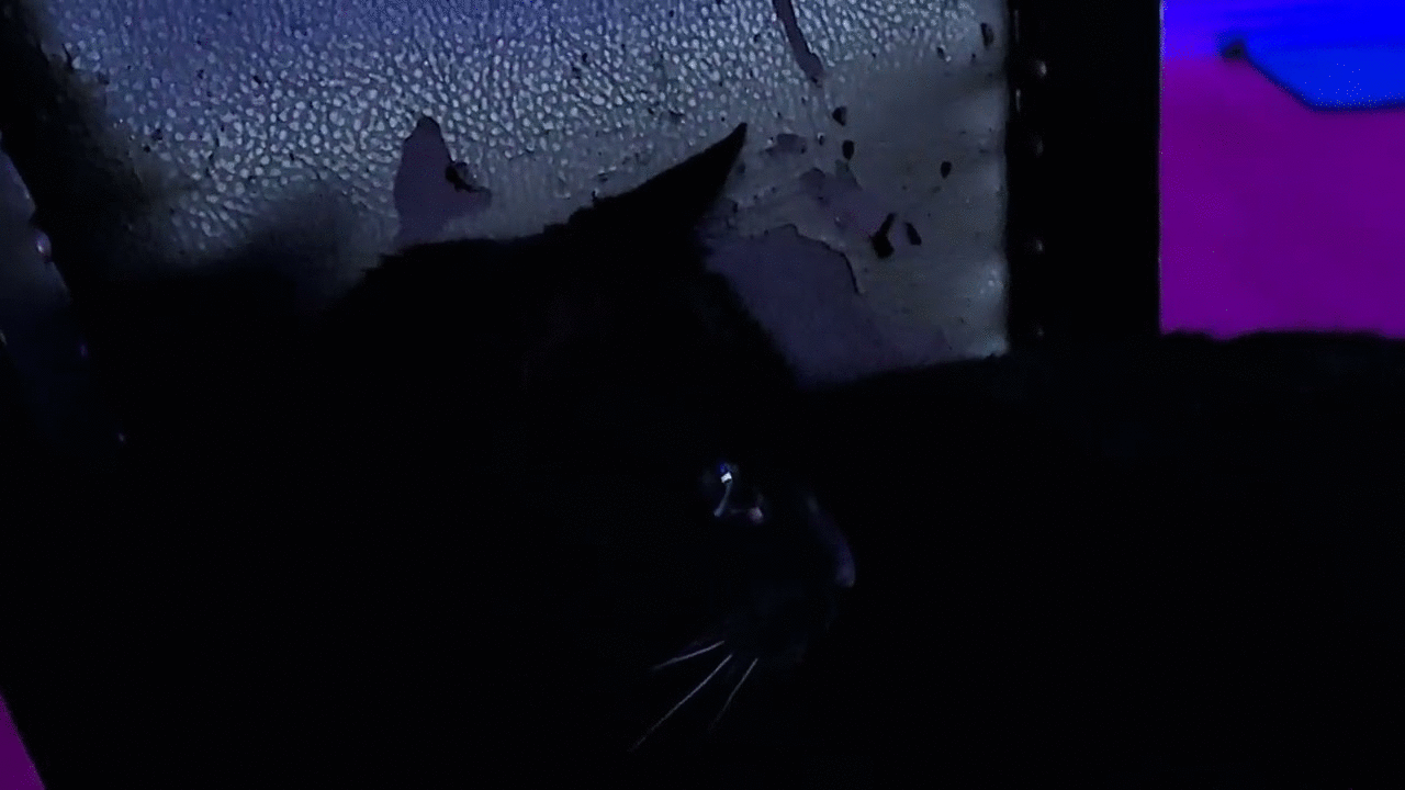 [CAT VIDEO] 2001: A Clinton Odyssey