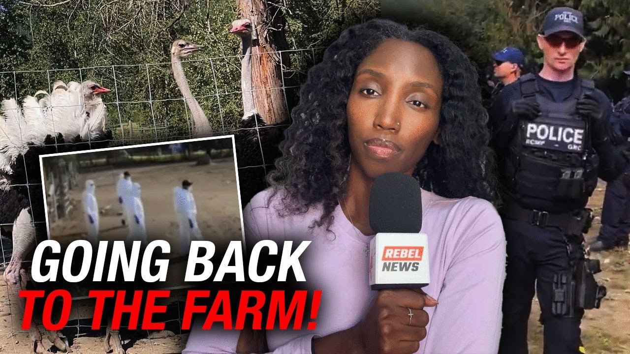 Supreme Court deliberates healthy flock's fate at Universal Ostrich Farm