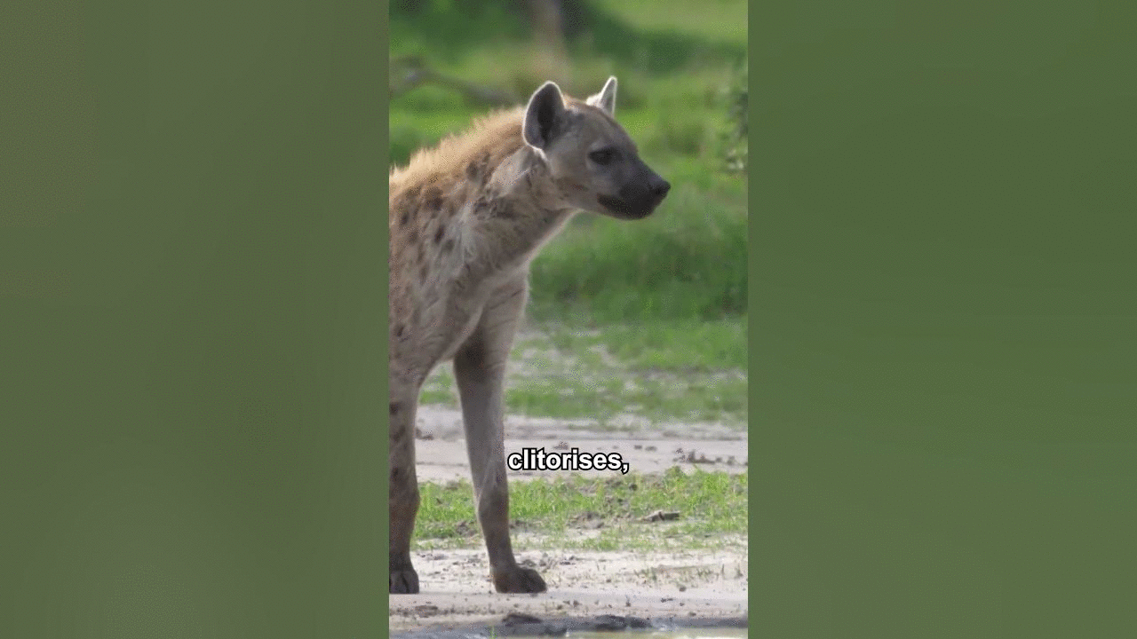 The Disturbing Way Hyenas Give Birth