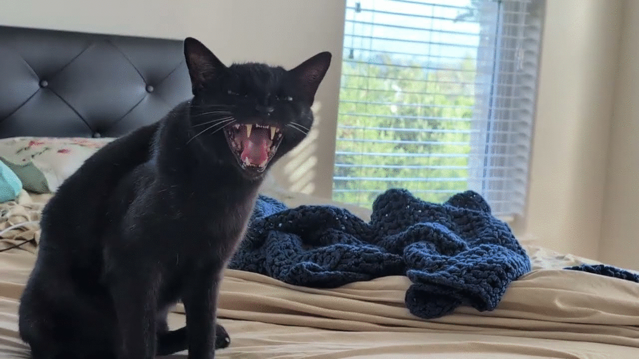 Clinton the cat has a senior moment