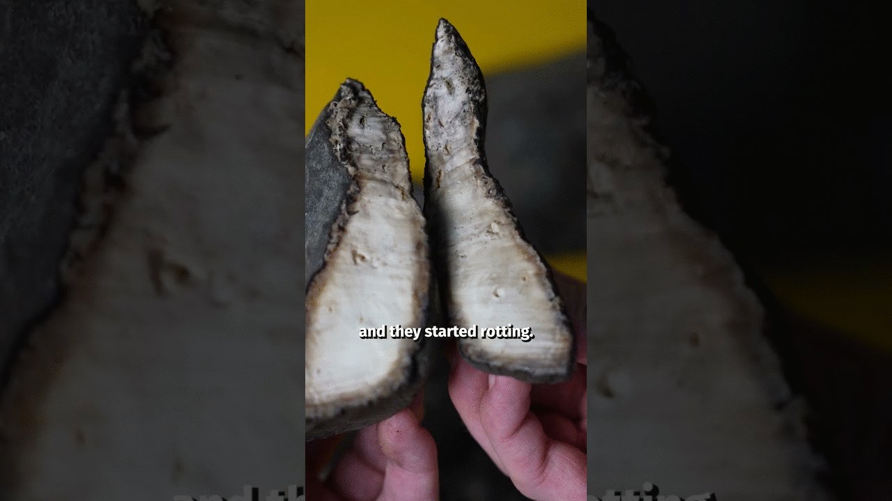 Rubber used to be useless…