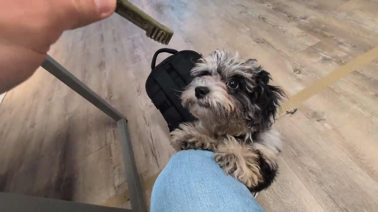 Clementine the puppy disturbing a meeting