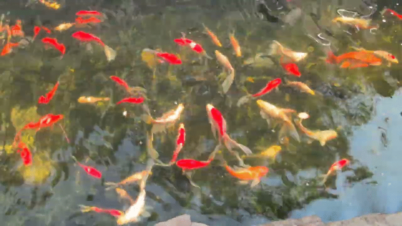 Fishies: ghost the butterfly koi, sharky, joyfish, jayfish, larry