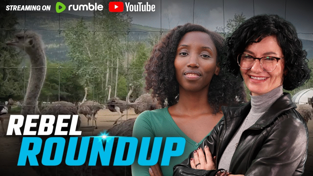 Rebels return to BC ostrich farm, CBC laughs at Antifa assault on Alexa Lavoie | Rebel Roundtable