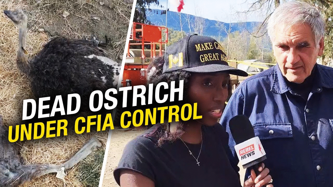 Outrage at ostrich farm as hen ‘Spirit’ dies under CFIA care