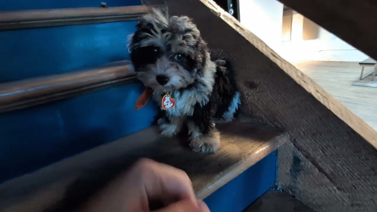 Training a clementine; the world's cutest puppy