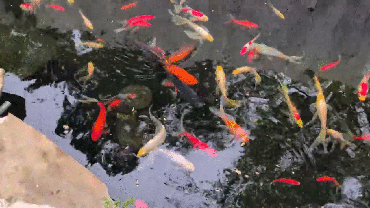 This brings me joy, hope same for you. :)