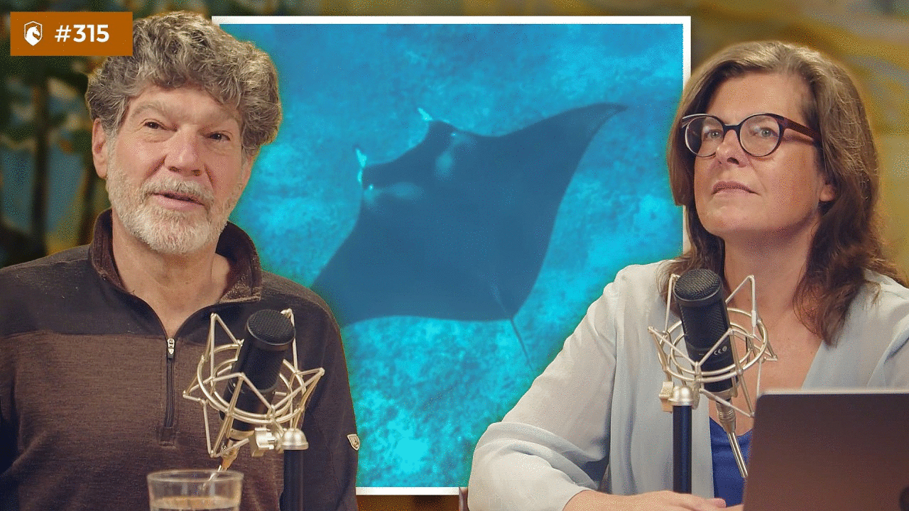 The Secret Lives of Manta Rays | DarkHorse 315