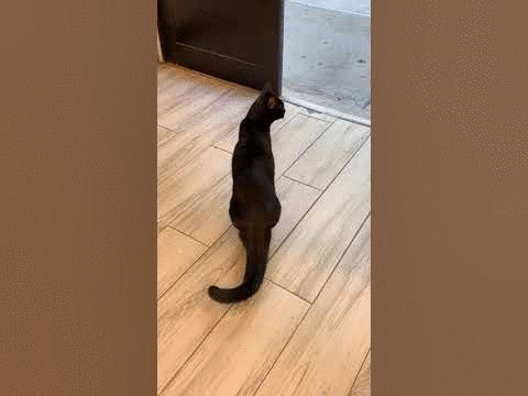 mr. Clinton vs. dog when clinton was young& healthy (13, in 2022)