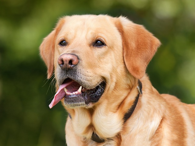 Toys for Dog