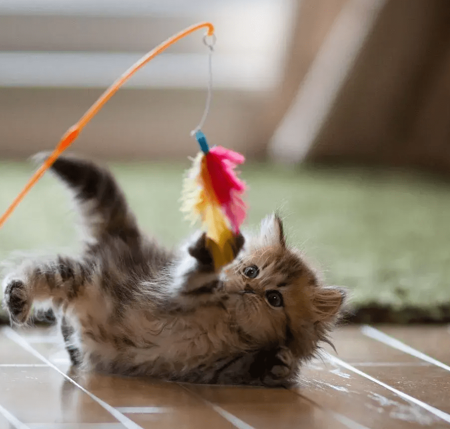 Toys for Cat