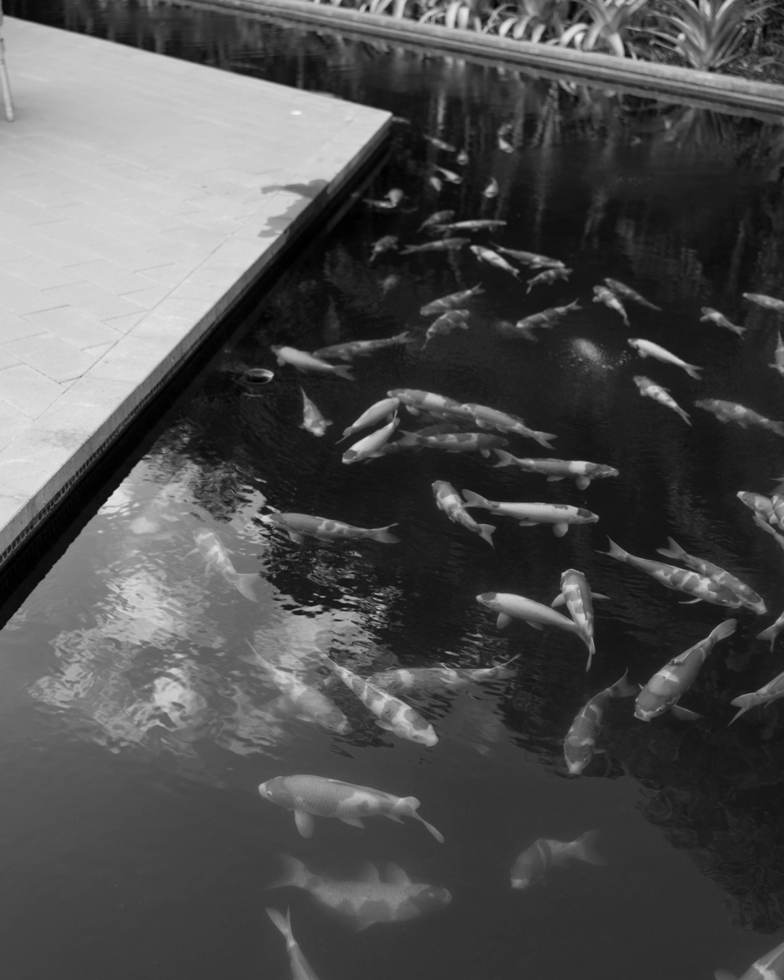 Koi moving through the pond at The Glass Venue, black and white