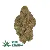 Fresh seeded Kush Mints cannabis buds featuring forest-green colouring, purple accents, frosty trichomes, and bright orange pistils.