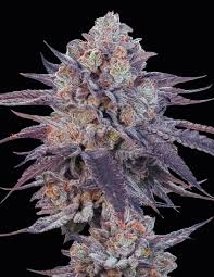 Granddaddy Purple indica flower, a popular strain for sleep and relaxation in Canada.
