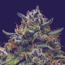 Close-up of Unicorn Poop cannabis strain showing dense, frosty purple and green buds with vibrant orange hairs and heavy trichome coverage.