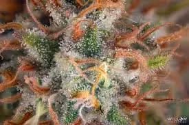 Macro close-up of a cannabis flower bud featuring a bright green leaf, textured orange pistils, and a dense coating of white crystalline trichomes.
