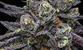 top cannabis flower strains Canada 2026 — Pink Kush Lemon Cherry Gelato Lava Cake White Widow Mendo Breath guide