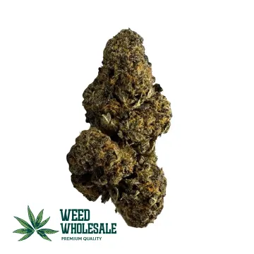 Close-up of Strawberry Cough cross Black Cherry Punch flower, featuring dense purple and forest-green buds, and thick fiery orange hairs.