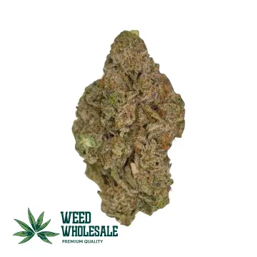 Fresh seeded Kush Mints cannabis buds featuring forest-green colouring, purple accents, frosty trichomes, and bright orange pistils.