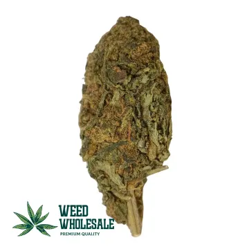 Chunky forest green Recon seeded bud displaying vibrant amber pistils, a light layer of sticky trichomes, and visible mature seeds - Weed Wholesale Canada.