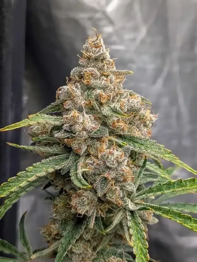 Close-up of Mendo Breath cannabis flower showing frosty trichomes, known for high caryophyllene content and anti-inflammatory benefits in Canada.