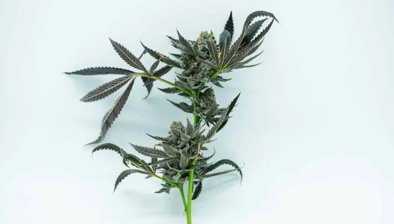 Topping Cannabis Plants