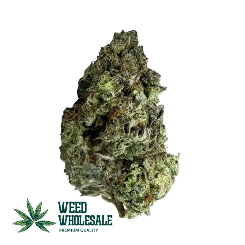 Vibrant Candyland (AAAA) cannabis bud with deep forest green leaves, long golden pistils, and a thick shimmering glaze of sugar-like trichomes.