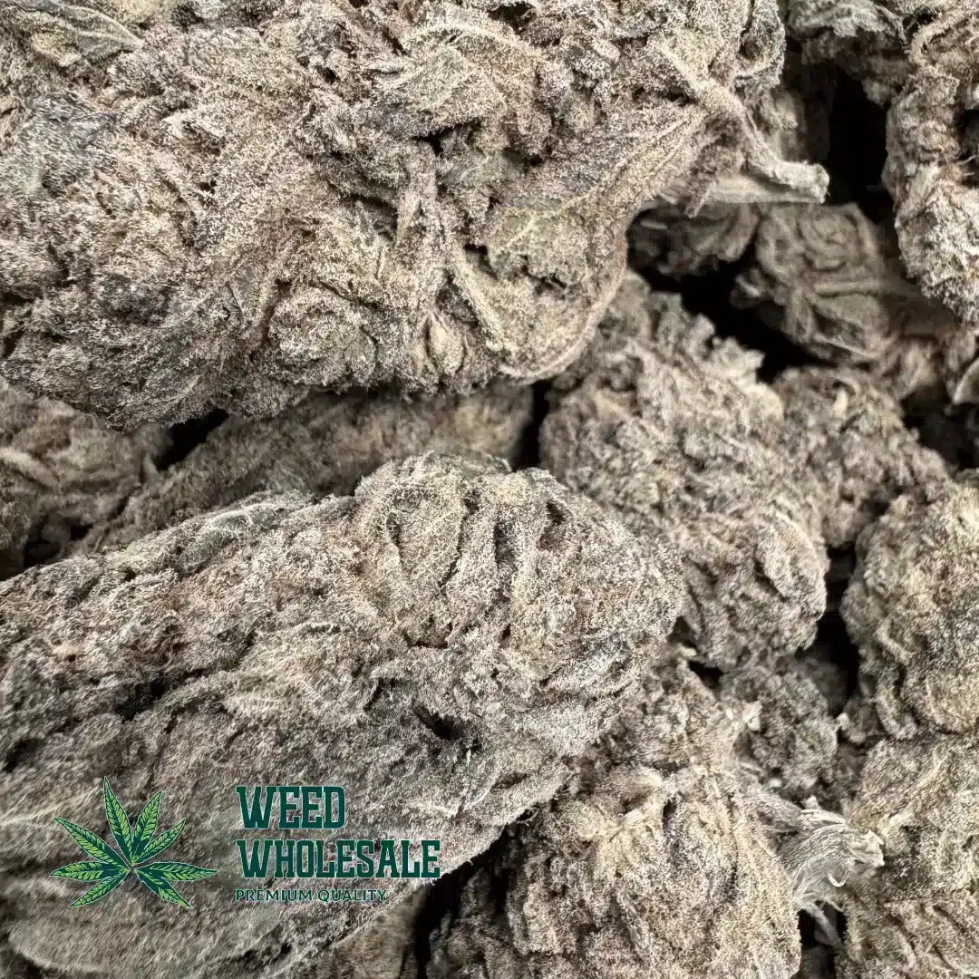 Purple Skunk (AA) - Image 2
