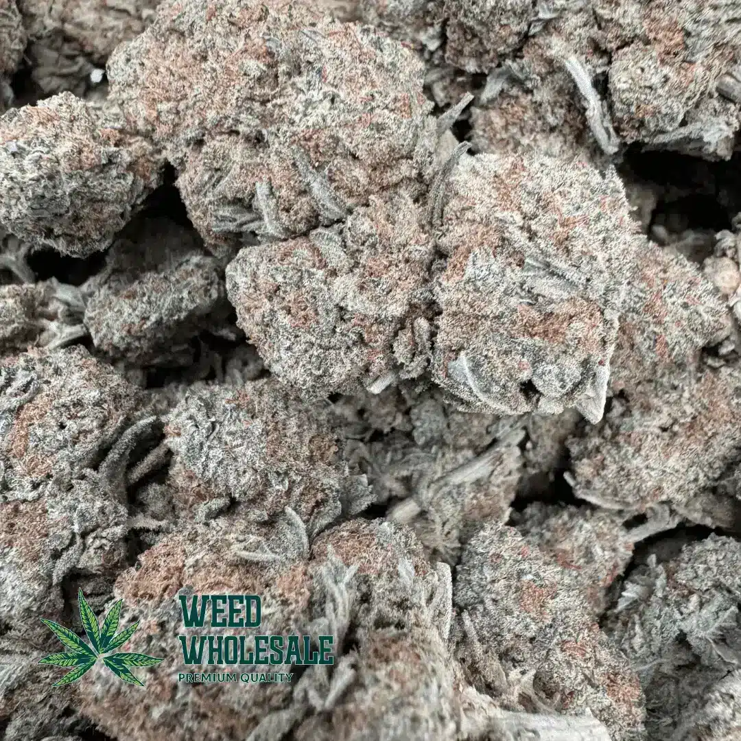 White Lavender (AAAA) - Image 2