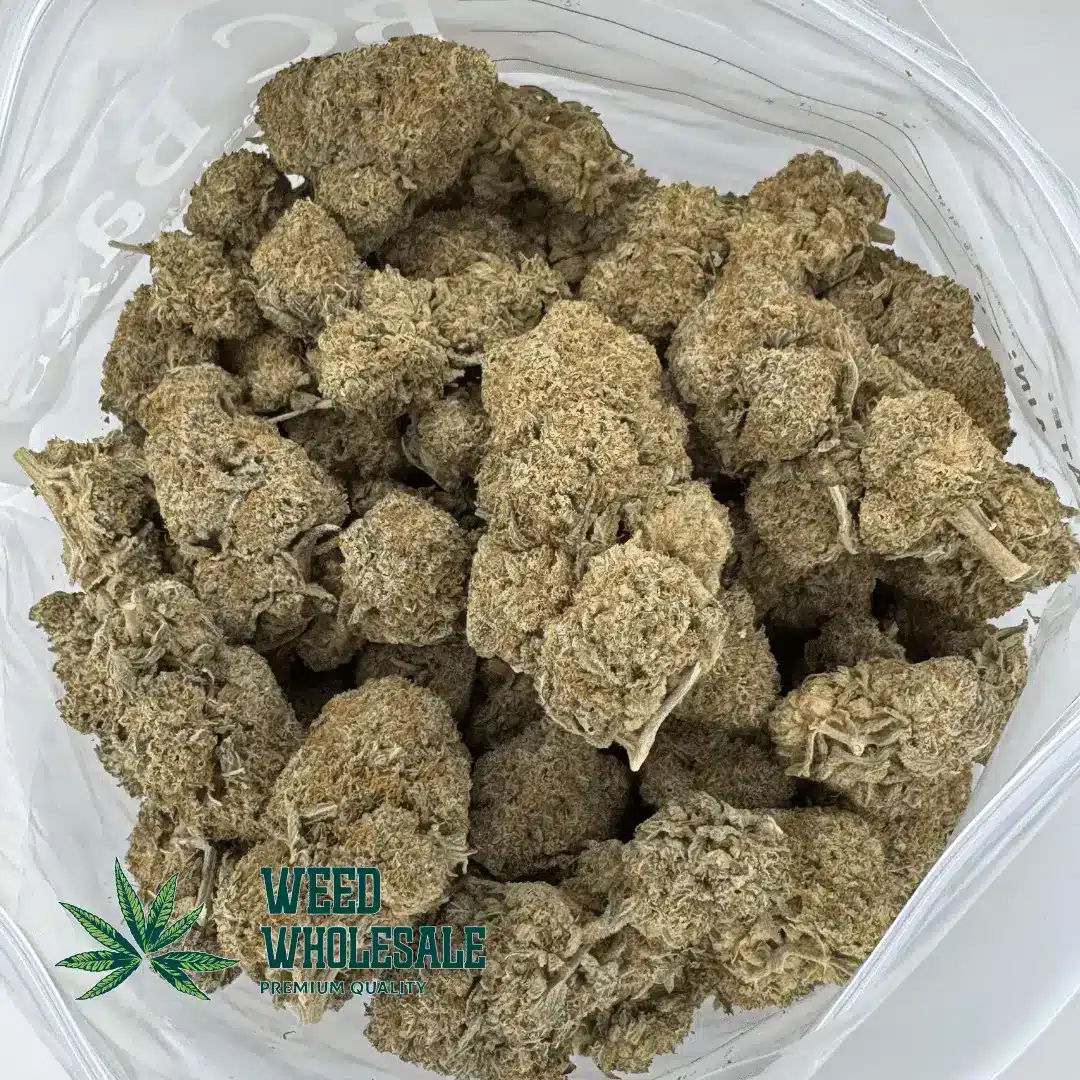 White Lavender (AAAA) - Image 3