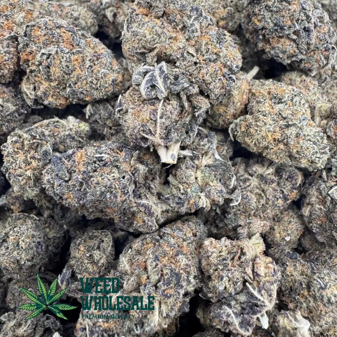 Up-close view of Strawberry Cough x Black Cherry Punch buds featuring bright orange hairs and a blend of sage green and violet-purple foliage.