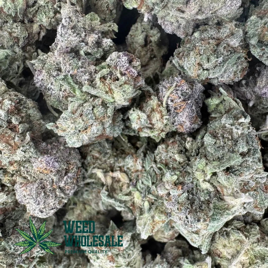 Dense, marble-sized Cherry Tahoe (AAA Popcorn) buds with dark green and purple foliage, copper-orange pistils, and a thick coating of amber-tinted trichomes.
