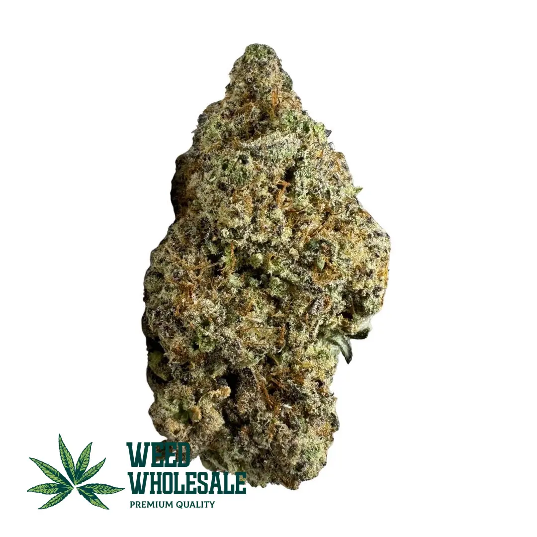 Dense Miracle Alien Cookies cannabis buds covered in thick white trichomes with mint green colouring and bright orange hairs.