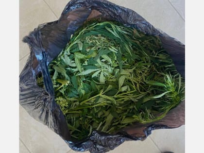 В Армавире сотрудники ОНК нашли дома у местного жителя почти 200 граммов конопли