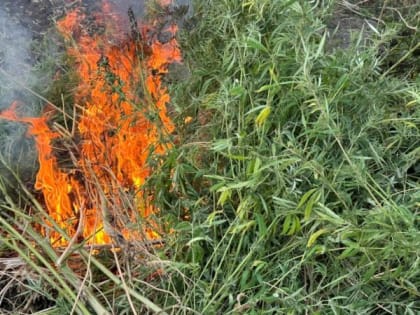 Уничтожено 369 растений дикорастущей конопли!