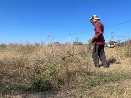 В Прикубанском округе скосили 600 га амброзии