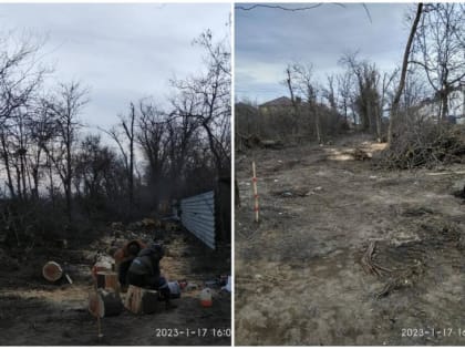 ​В Краснодаре вырубят 235 деревьев из-за реконструкции дороги на улице Лаперуза