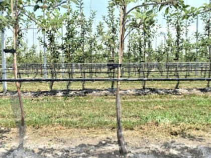Интенсивное садоводство в Краснодарском крае: новые горизонты