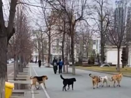 Открытый диалог: в Краснодаре за круглым столом обсудили вопрос бездомных собак