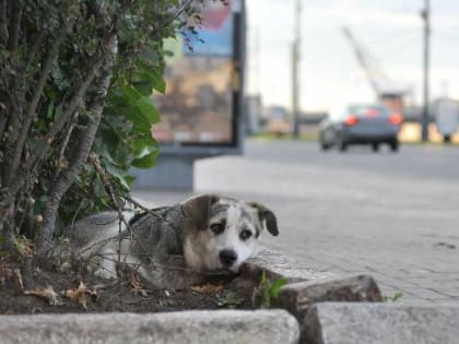 В Мичуринском и Первореченском сельских поселениях будет организован отлов бездомных собак