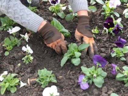 Курортное преображение: новые зеленые насаждения для отдыхающих