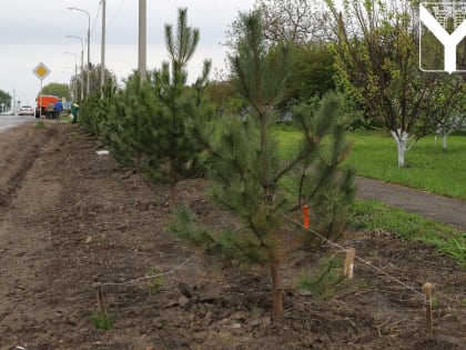 В рамках акции "Сад памяти" высажено более 50 сосен
