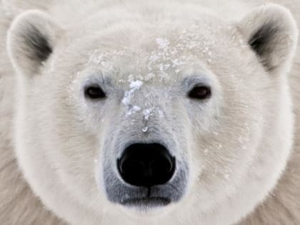 Белых медведей в ростовском зоопарке круглогодично обеспечат снегом (видео)