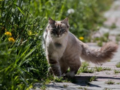 Температурный рекорд готовятся зафиксировать в Краснодаре